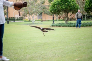 Falconry School