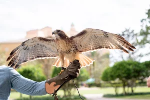 Falconry School