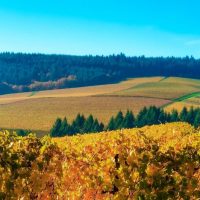 Willamette valley wine country landscape