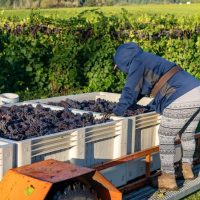 A woman worker sorting Pinto Gris grapes in a bin during harvest in a vineyard near Salem Oregon