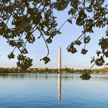 Cherry blossoms at Tidal Basin and Washington DC Monument